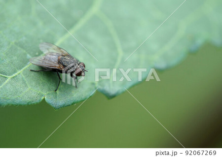 畑で見かけたハエ アップ 7月 畑で見かけたハエ アップ 7月 92067269