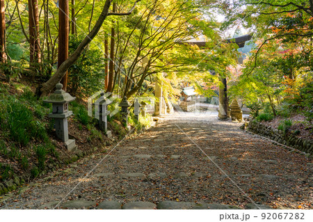 滋賀県多賀町　秋の胡宮神社の参道と鳥居 92067282