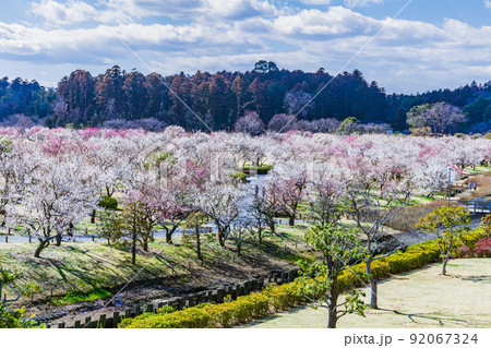 梅 水戸偕楽園 梅 水戸偕楽園 92067324