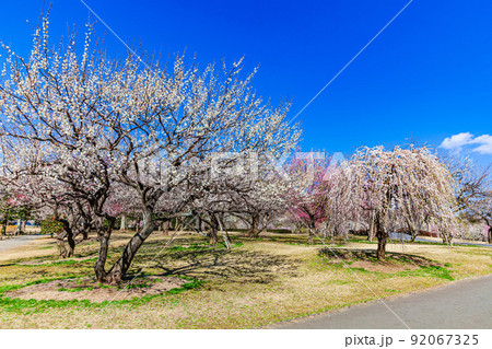 梅 水戸偕楽園 梅 水戸偕楽園 92067325