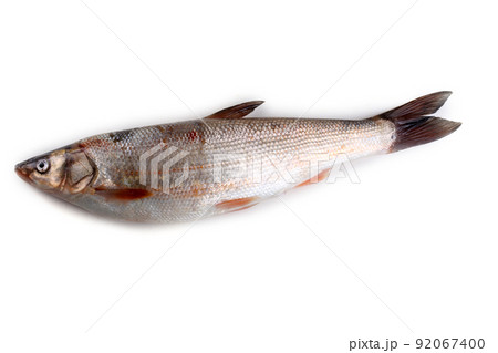 Pacific redfin isolated on white 92067400