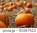 オレンジ色のハロウィーン・パンプキン。カボチャ狩り。ニューヨーク・ローレンスファーム。 92067422