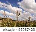 とうもろこし畑のとうもろこしの穂。ニューヨーク・ローレンスファーム。 92067423
