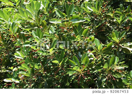 タブノキの若い実と目立つ赤い果柄 92067453