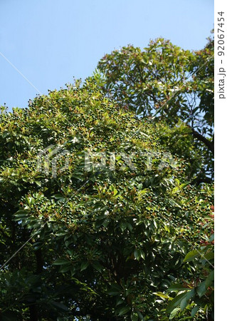 タブノキの若い実と目立つ赤い果柄 92067454