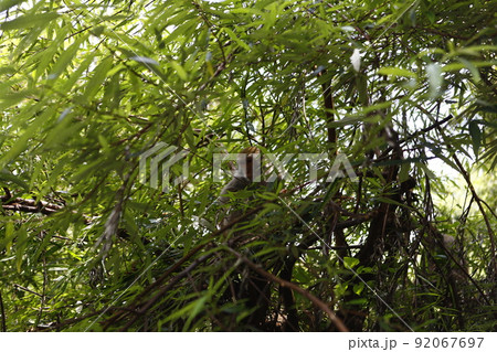 マカクザル オナガザル科 台湾 92067697