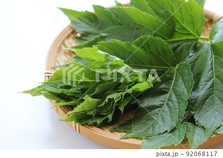 明日葉 92068117
