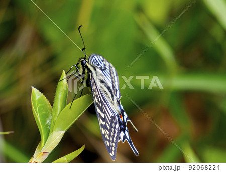 ナミアゲハ ナミアゲハ 92068224