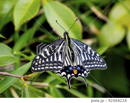 ナミアゲハ 92068228