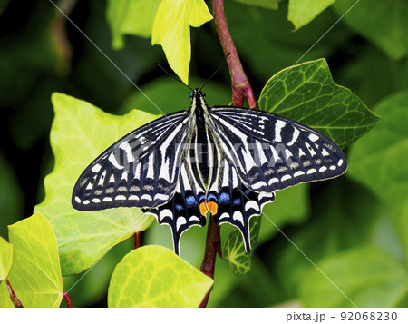 ナミアゲハ ナミアゲハ 92068230