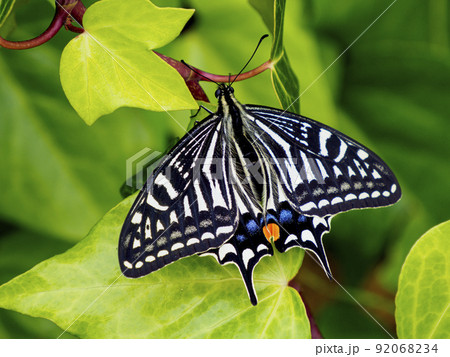 ナミアゲハ 92068234
