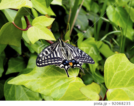 ナミアゲハ ナミアゲハ 92068235