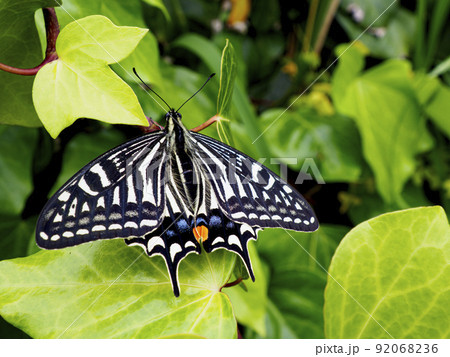 ナミアゲハ ナミアゲハ 92068236