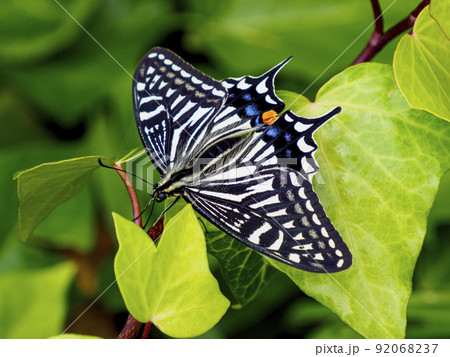 ナミアゲハ 92068237