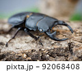 国産オオクワガタ 92068408
