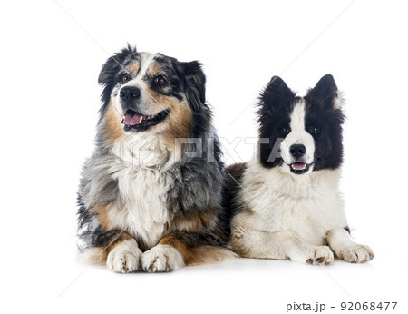 young Yakutian Laika and australian shepherd 92068477