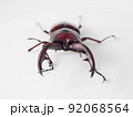 トカラノコギリクワガタ【正面】 92068564