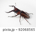 トカラノコギリクワガタ【斜め後ろ】 92068565