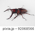 トカラノコギリクワガタ【横】 92068566