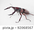 トカラノコギリクワガタ【斜め】 92068567
