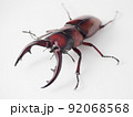 トカラノコギリクワガタ【斜め上】 92068568