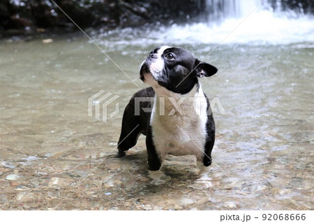 ゆずの里毛呂山町の宿谷の滝の水辺で気持ち良さそうに可愛く空を見上げる愛犬ボストンテリアのマイティ君♡ 92068666