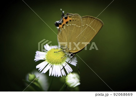 夏休みの高原でよく見られる小さなかわいいチョウ、ミヤマカラスシジミ 92068669