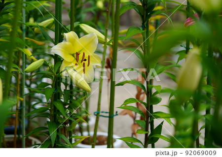 大和松尾寺・厄除霊場・百合の花 92069009