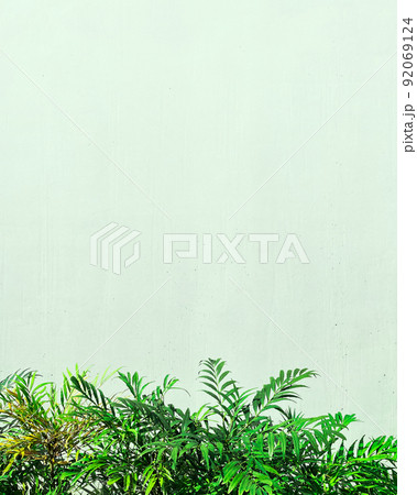 ペールグリーンの広いコンクリート壁の下にホソバヒイラギナンテンの葉が茂る縦長の背景画像 92069124