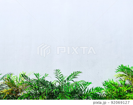 ペールブルーの広いコンクリート壁の下にホソバヒイラギナンテンの葉が茂る横長の背景画像 92069127
