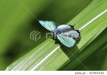 新品】綺麗なエメラルド 蝶々