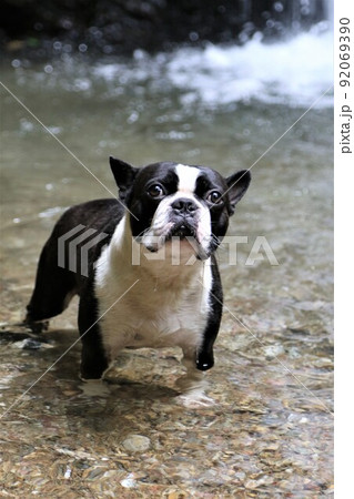 ゆずの里毛呂山町の宿谷川沿いの遊歩道を散歩中に川で遊んだ後に空を見上げるボストンテリアのマイティ君♡ 92069390