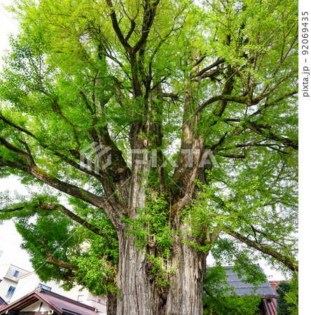 樹齢1200年を超える飛騨国分寺の大イチョウ(岐阜県高山市) 樹齢1200年を超える飛騨国分寺の大イチョウ(岐阜県高山市) 92069435