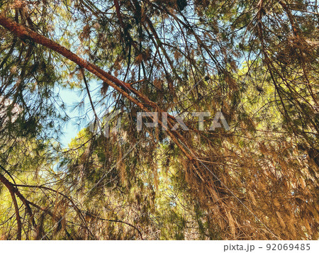 spruce forest, perennial trees with green and yellowed spines. cones and needles on the branches of the tree. useful needles near the house spruce forest, perennial trees with green and yellowed spines. cones and needles on the branches of the tree. useful needles near the house 92069485