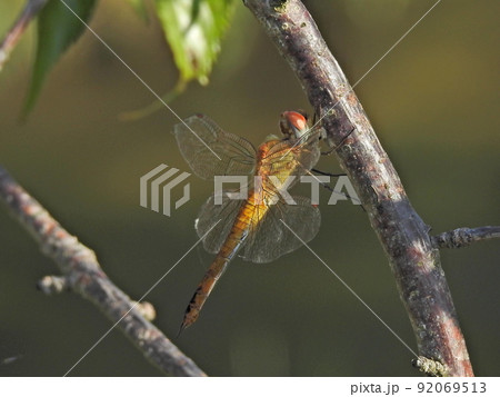 枝に止まって休むウスバキトンボ 枝に止まって休むウスバキトンボ 92069513