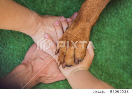Human hands and dog paw as a team. Fight for animal rights, help animals 92069588