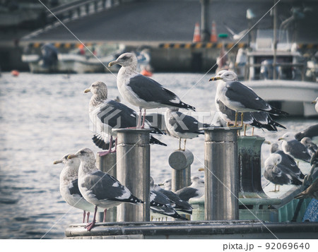 同じ方向を見ながら休むウミネコ達 92069640
