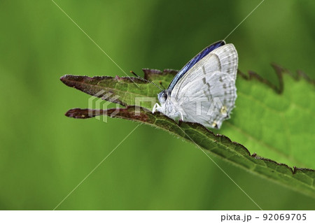 初夏の高原の林で見られるウルトラマリンとパールホワイトの美しいチョウ、ウラジロミドリシジミ 92069705
