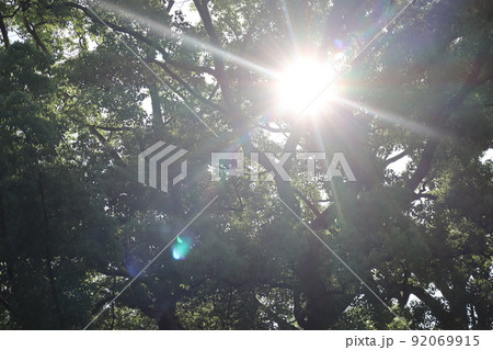 新緑の緑の葉の木の中で太陽の光条が広がり光芒が見える森の風景 92069915