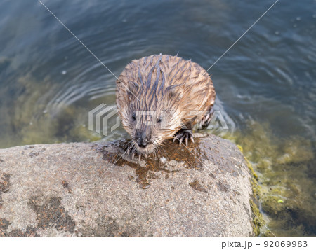 Wild animal Muskrat, Ondatra zibethicuseats, sits on the river bank 92069983