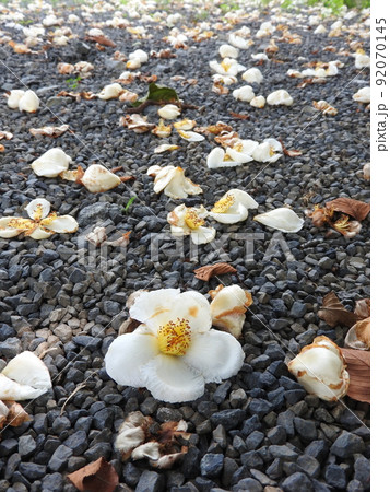 6月に咲く夏椿：一日で花を落とす一日花 92070145
