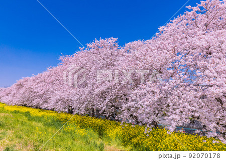 桜と菜の花　熊谷桜堤 92070178