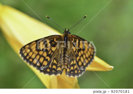 軽井沢や八ヶ岳の初夏の高原で見られるオレンジと黒の美しいチョウ、絶滅危惧種のコヒョウモンモドキ 92070181