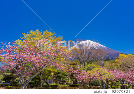 （静岡県）富士宮市営朝霧霊園の八重桜と富士山 92070325