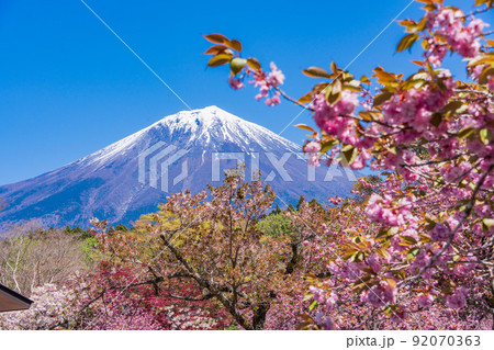 (静岡県)富士宮市営朝霧霊園の八重桜と富士山 (静岡県)富士宮市営朝霧霊園の八重桜と富士山 92070363