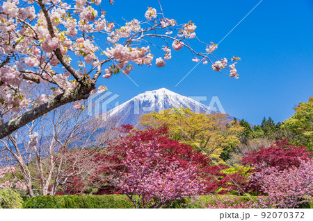 (静岡県)富士宮市営朝霧霊園の八重桜と富士山 (静岡県)富士宮市営朝霧霊園の八重桜と富士山 92070372