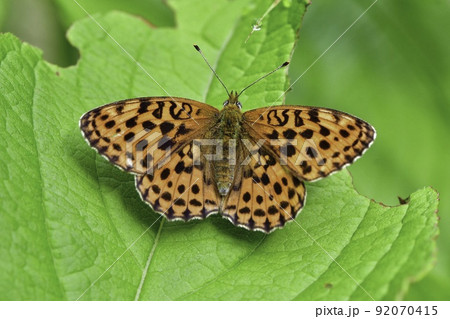軽井沢や八ヶ岳の高原で初夏に見られるオレンジ色の鮮やかなチョウ、コヒョウモン 92070415