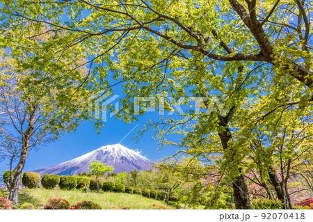 （静岡県）新緑に包まれた富士宮市営朝霧霊園　富士山 92070418