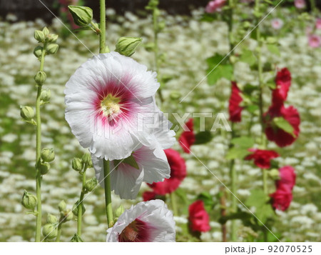 立葵の花 92070525