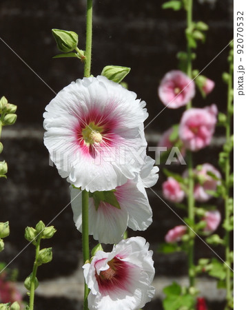 立葵の花 92070532